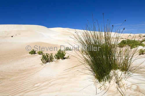 seven mile beach;7 mile beach;coffin track;coffin bay national park;south australian national park;australian national park;plants on sand dunes;plants stopping erosion;plants stabalyzing sand dunes;eyre peninsula