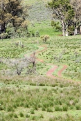 mawson-trail;flinders-ranges-national-park;wilpenna;wilpenna-campground;flinders-ranges;mawson-bike-