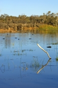 muloorina-station;muloorina-wetland;muloorina;frome-creek;outback-wetland;oodnadatta-track;outback-t