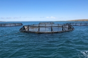 port-lincoln;fish-farming;fish-pens;tuna-farming;aquaculture-eyre-peninsula;south-australia;southern