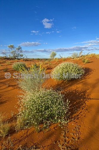 innamincka regional reserve;innamincka;strzelecki track;strzelecki desert;south australia outback track;cordillo downs station