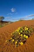 innamincka-regional-reserve;innamincka;strzelecki-track;strzelecki-desert;south-australia-outback-tr