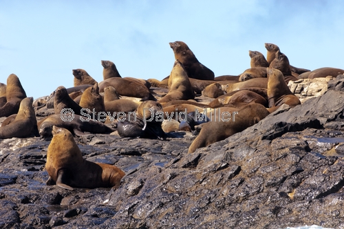 australian fur seal;fur seal;seal;wild seal;arctocephalus pusillus doriferus;south bruny island;tasmania;bruny island cruises;bruny island