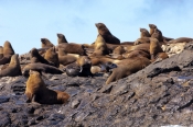 australian-fur-seal;fur-seal;seal;wild-seal;arctocephalus-pusillus-doriferus;south-bruny-island;tasm