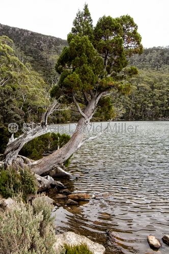 lake dobson;lake dobson road;mount field national park;mt field national park;tasmania;tassie;tasmanian national park;australian national park;alpine lake;mosaic forest