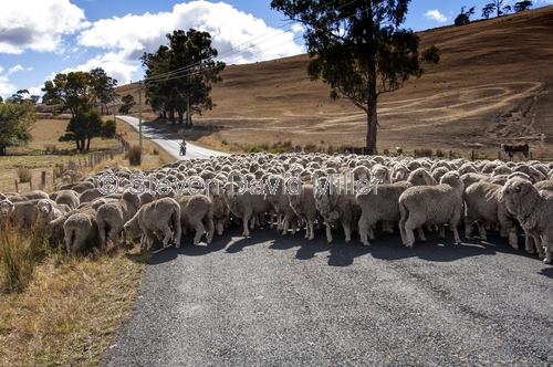 herding sheep;rounding up sheep;driving sheep;flock of sheep;tasmanian sheep;group of sheep