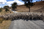 Stockmen & Mustering Stock Animals (Cattle Mustering, Sheep Herding)