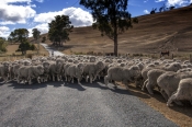 herding-sheep;rounding-up-sheep;driving-sheep;flock-of-sheep;tasmanian-sheep;group-of-sheep