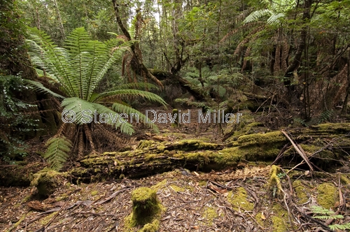 styx forest;styx forest drive;styx big tree reserve;forestry tasmania;forestry tasmania drives;forestry tasmania reserves;southwest tasmania;tasmania;tassie;temperate rainforest