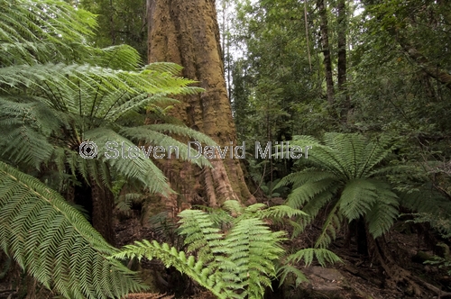 styx forest;styx forest drive;styx big tree reserve;forestry tasmania;forestry tasmania drives;forestry tasmania reserves;southwest tasmania;tasmania;tassie;temperate rainforest