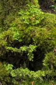 Lichen & Mosses