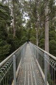 arve-forest;geeveston;tahune;tahune-forest-air-walk;tahune-forest-airwalk;forestry-tasmania;tasmania