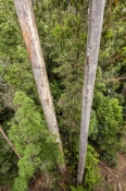 Tahune Forest Reserve