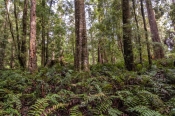 south-arthur-forest-drive;the-tarkine;tarkine;northwest-tasmania;tasmania-forests;tasmania;tassie;eu