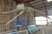whale-world;whaling-in-western-australia;whaling-station;albany;albany-attractions;albany-whaling-st