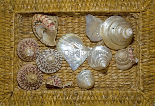 shells;basket of shells;broome shells;turban shells;pearl oyster shells;broome
