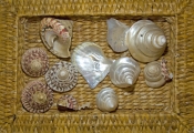 shells;basket-of-shells;broome-shells;turban-shells;pearl-oyster-shells;broome