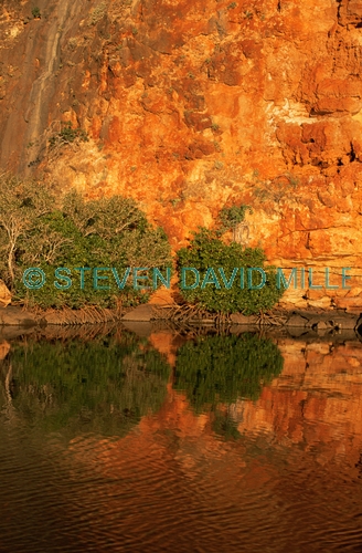 AUSTRALASIA;AUSTRALIA;CLIFFS;COASTS;MANGROVE;NP;PLANTS;REFLECTIONS;RESERVE;SUNSET;VERTICAL;cape range national park;yardie creek;sandstone cliff