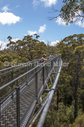 tree top walk;treetop walk;valley of the giants;valley of the giants tree top walk;the great southern;southern western australia;denmark;walpole