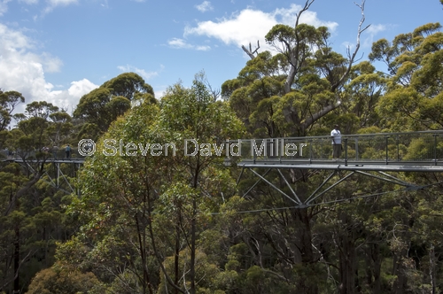 tree top walk;treetop walk;valley of the giants;valley of the giants tree top walk;the great southern;southern western australia;denmark;walpole