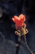 kimberley-rose;brachychiton-viscidulus;family-sterculiaceae;kimberley-flower;el-questro;el-questro-s
