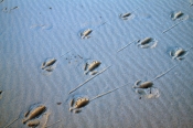 emu;emu-footprints;emu-footprints-in-sand;emu-sand-prints;eucla-national-park;the-nullarbor;eyre-hig