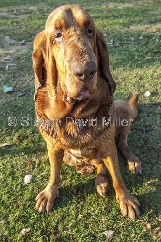 hound dog;home valley station;gibb river road;the kimberley;kimberley;far north western australia;station dog