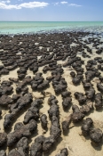hamelin-pool;hamelin-pool-marine-nature-reserve;shark-bay;stromatolites;early-forms-of-life