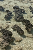 hamelin-pool;hamelin-pool-marine-nature-reserve;shark-bay;stromatolites;early-forms-of-life