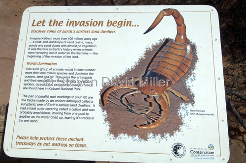 fossilized arthropod tracks;fossilized eurypterid tracks;kalbarri national park;murchison gorge;murchison river