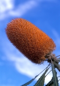 acorn-banksia;banksia-hookerana;family-proteaceae;kalbarri;kalbarri-national-park;western-australia-