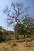 boab-tree;adansonia-gregorii;kimberley
