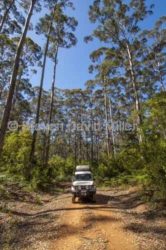 big brook arboretum;pemberton forest drive;pemberton;western australia forest drive;4wd pemberton forest drive