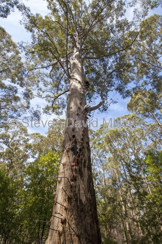 fire lookout tree;gloucester tree;gloucester national park;pemberton forest drive;pemberton;western australia forest drive