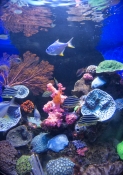aqwa;aquarium-of-western-australia;aquarium;perth-aquarium