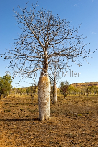 boab tree;adansonia gregorii;parry creek farm;old halls creek track;wyndham;kimberley;the kimberley