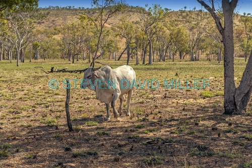 brahman bull;kimberley brahman bull;kimberley station brahman bull;parry creek farm;old halls creek track;wyndham;kimberley;western australia;steven david miller