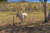 brahman-bull;kimberley-brahman-bull;kimberley-station-brahman-bull;parry-creek-farm;old-halls-creek-