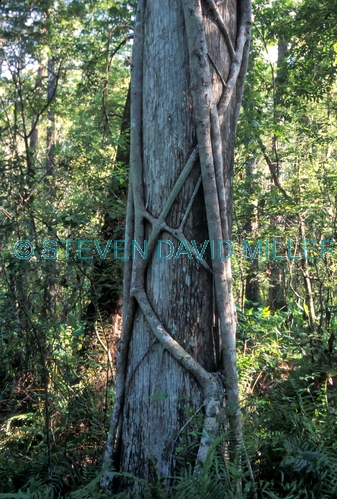 cypress tree;stranger fig;ficus aurea;strangler fig on tree;strangler fig strangling tree;cypress swamp;corkscrew swamp sanctuary;swamp;florida swamp