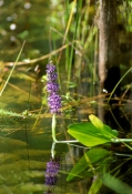 Pickerelweed