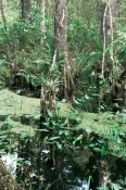 FERNS;FRESHWATER;LANDSCAPES;MANGROVE;NORTH-AMERICA;PLANTS;SWAMPS;TREES;USA;VERTICAL;WATER;WETLANDS