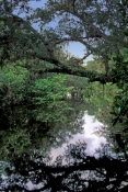 koreshan-state-historic-site;florida-state-park;southwest-florida-state-park;estero-river