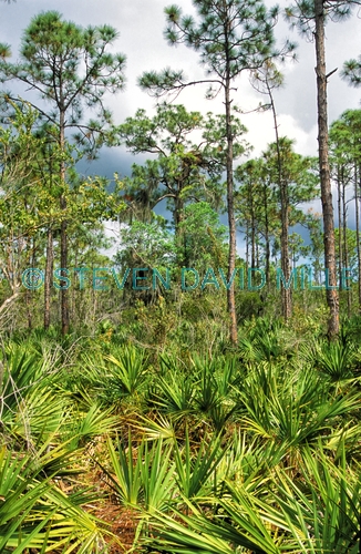 little pine island;little pine island wetland mitigation bank;wetland mitigation bank;southwest florida wetland mitigation bank;slash pine;saw palmetto