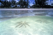 Starfish or Sea Stars