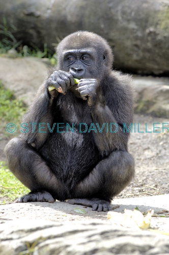 western lowland gorilla;lowland gorilla;gorilla;taronga zoo;gorilla eating;captive gorilla