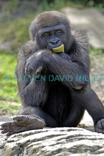 western lowland gorilla;lowland gorilla;gorilla;gorilla eating;gorilla gorilla;taronga zoo;primate;great ape