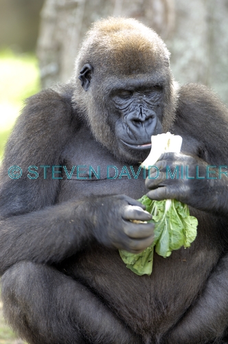 western lowland gorilla;lowland gorilla;gorilla;gorilla eating;gorilla gorilla;taronga zoo;primate;great ape;male gorilla