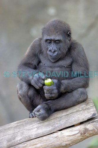 western lowland gorilla;lowland gorilla;gorilla;gorilla eating;gorilla gorilla;taronga zoo;primate;great ape