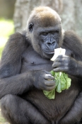 western-lowland-gorilla;lowland-gorilla;gorilla;gorilla-eating;gorilla-gorilla;taronga-zoo;primate;g