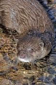 Small-clawed Asian Otter